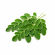 Moringa Leaf